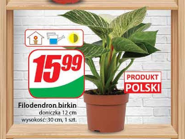 Filodendron birkin promocja w Dino