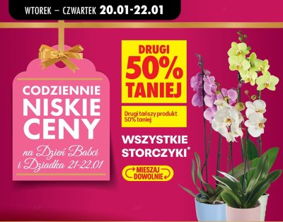 Storczyk promocja w Biedronka