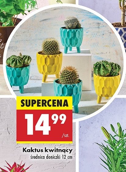 Kaktus kwitn膮cy promocja