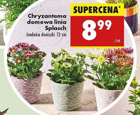 Chryzantema splasch promocja w Biedronka