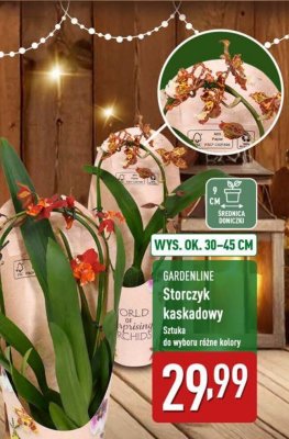 Storczyk kaskadowy  promocja w Aldi