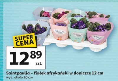 Saintpaulia - fiołek afrykański w doniczce 12 cm promocja w Auchan