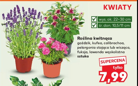 Pelargonia stojąca promocja w Kaufland