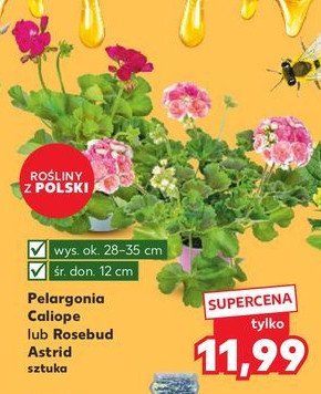 Pelargonia resebud astrid 12 cm promocja w Kaufland