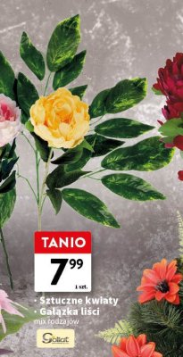 Gałązka liści mix rodzajów promocja w Intermarche