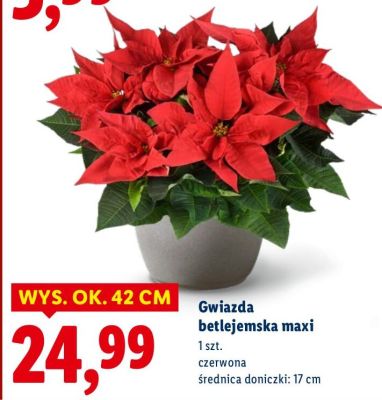 Gwiazda betlejemska maxi czerwona 1 szt. promocja w Lidl