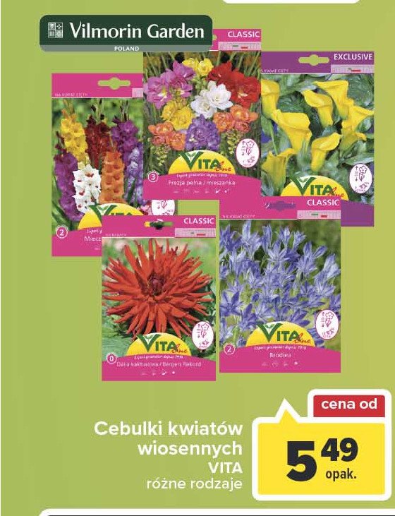 Nasiona brodiea Vita line promocja
