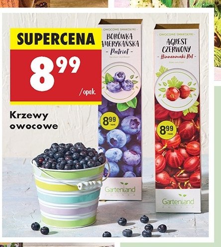 Borówka amerykańska Gartenland promocja