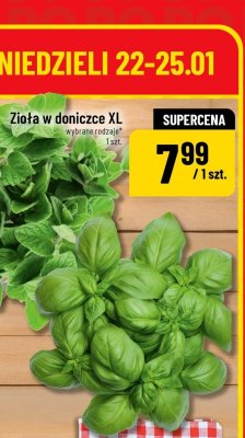Zioła w doniczce XL promocja w POLOmarket