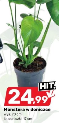 Monstera w doniczce promocja w Bricomarche