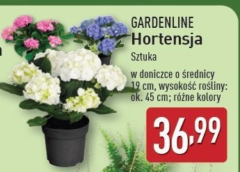 Hortensja ogrodowa GARDEN LINE promocja