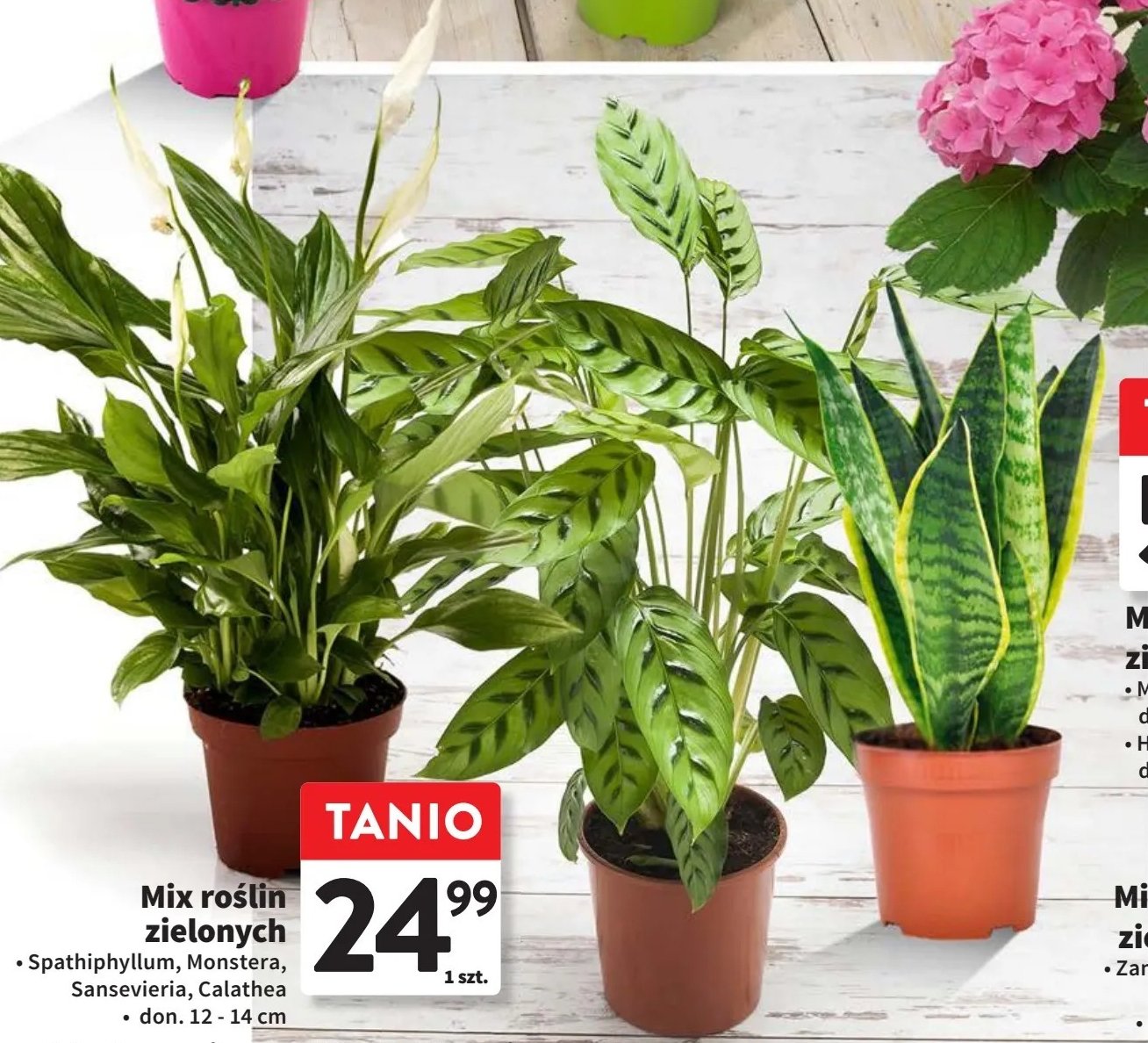 Spathiphyllum promocja