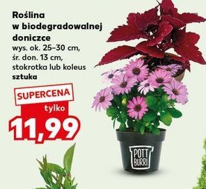 Stokrotka promocja