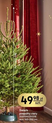 Świerk pospolity cięty wys. 160-200 cm promocja w Castorama