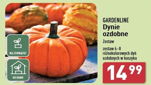 Zestaw dyni ozdobnych promocja