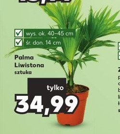 Palma liwistona 14 cm promocja