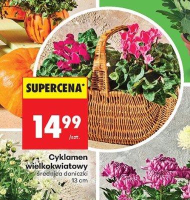 Cyklamen promocja w Biedronka