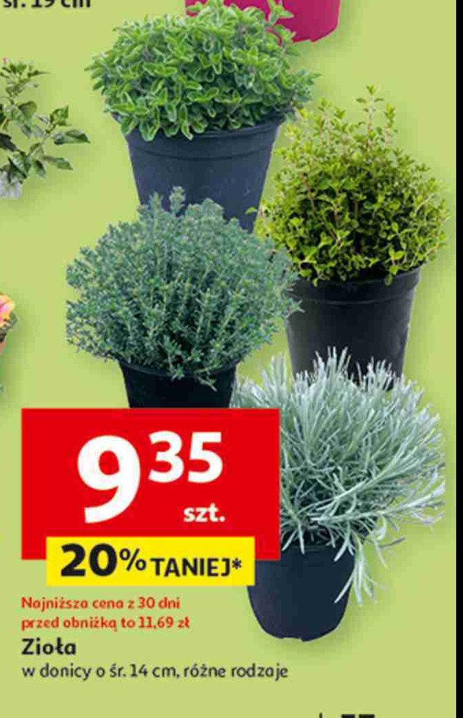 Zioła śr. 14 cm promocja