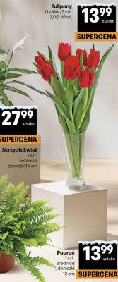Tulipany 1 bukiet/7 szt. promocja w Delikatesy Centrum