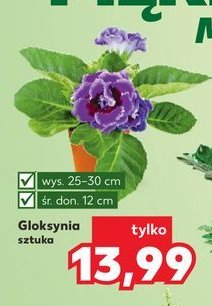 Gloksynia 25-30 cm promocja