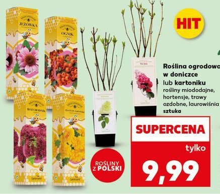Ognik w kartonie wys. 30 cm promocja w Kaufland