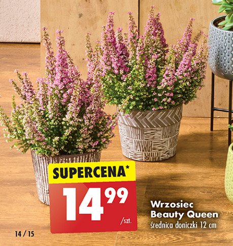 Wrzosiec beauty queen don. 12 cm promocja w Biedronka