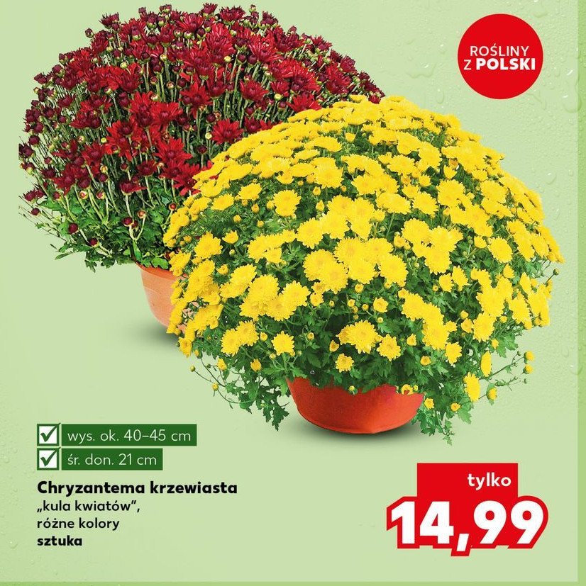 Chryzantema krzewiasta kula 21 cm promocja