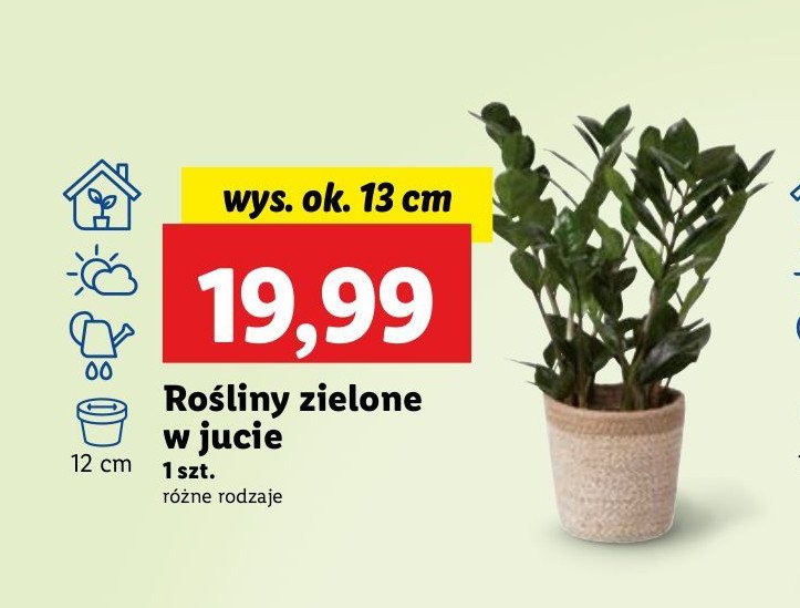 Roślina zielona w jucie 13 cm promocja