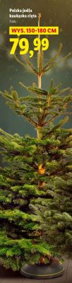 Polska jodła kaukaska cięta promocja w Lidl