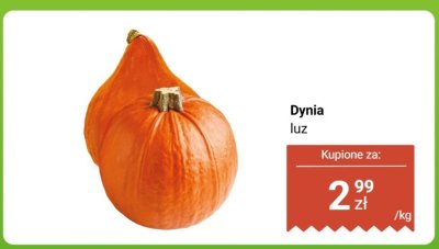 Dynia luz promocja w Dino