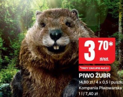 Piwo Żubr 0,5l puszka promocja w Chorten