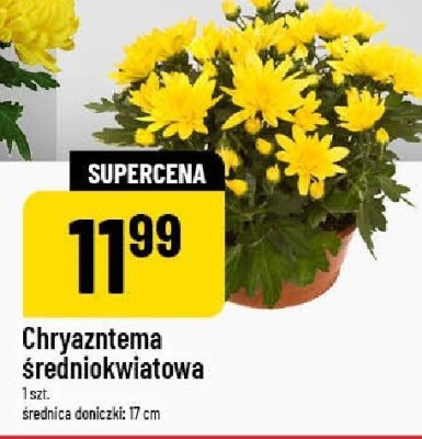 Chryzantema średniokwiatowa promocja w POLOmarket