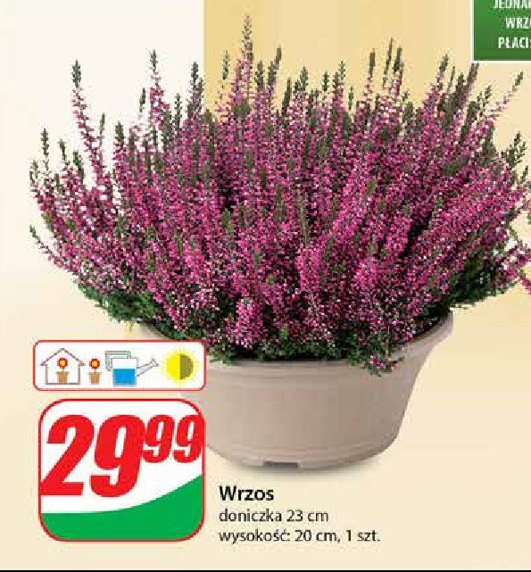 Wrzos 20 cm promocja