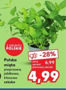 Mi臋ta pieprzowa promocja