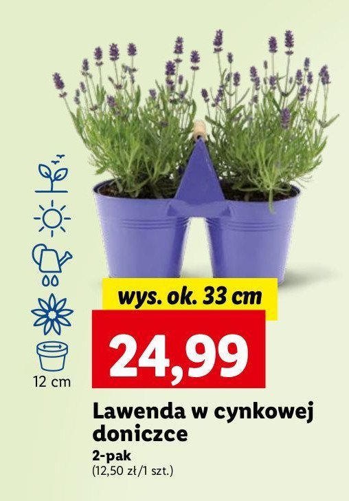 Lawenda w cynkowej doniczce 12 cm promocja