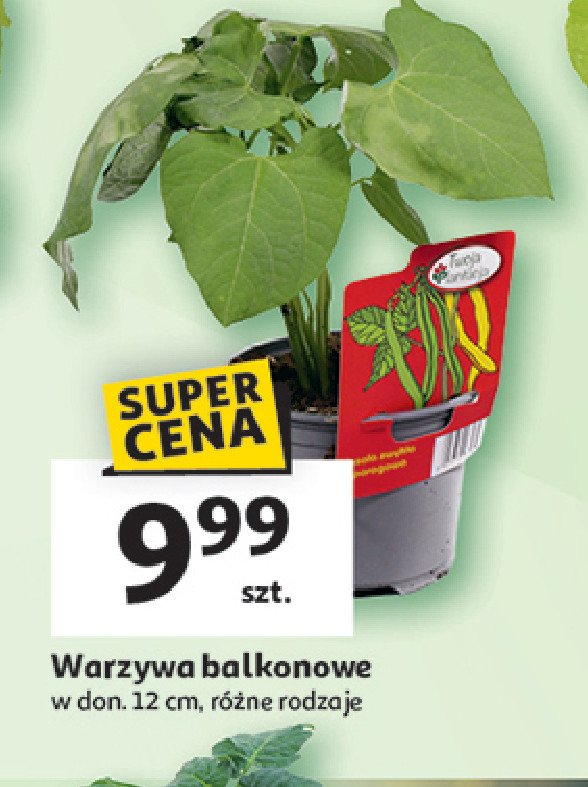 Fasolka szparagowa promocja w Auchan