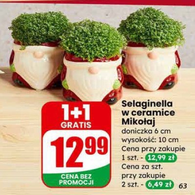 Selaginella w ceramice Mikołaj doniczka 6 cm promocja w Dino