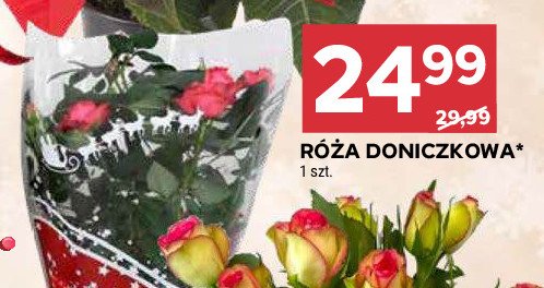 Róża doniczkowa promocja