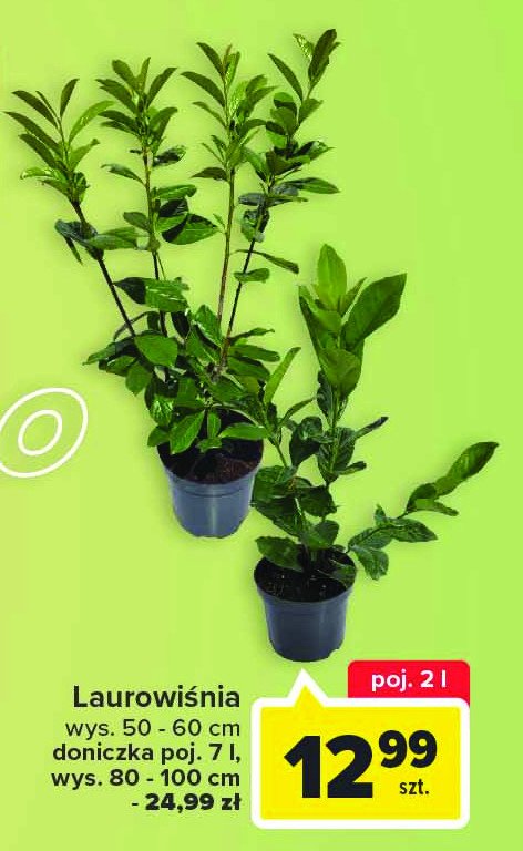 Laurowiśnia don. 7 l wys. 80-100 cm promocja