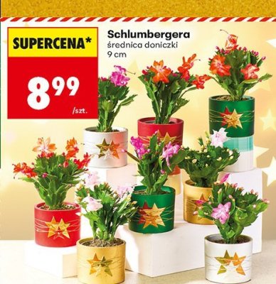 Schlumbergera średnica doniczki 9 cm promocja w Biedronka