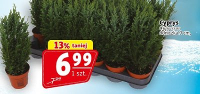 Cyprus cupressus doniczka 9 cm promocja w Prim Market