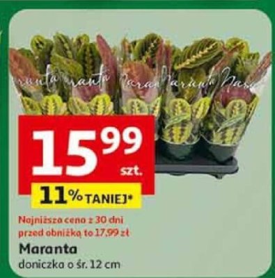 Maranta doniczka o śr. 12 cm promocja w Auchan