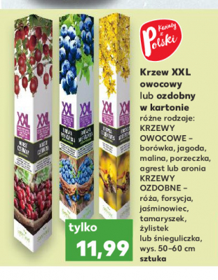 Krzew ozdobny 艣nieguliczka koralowa promocja