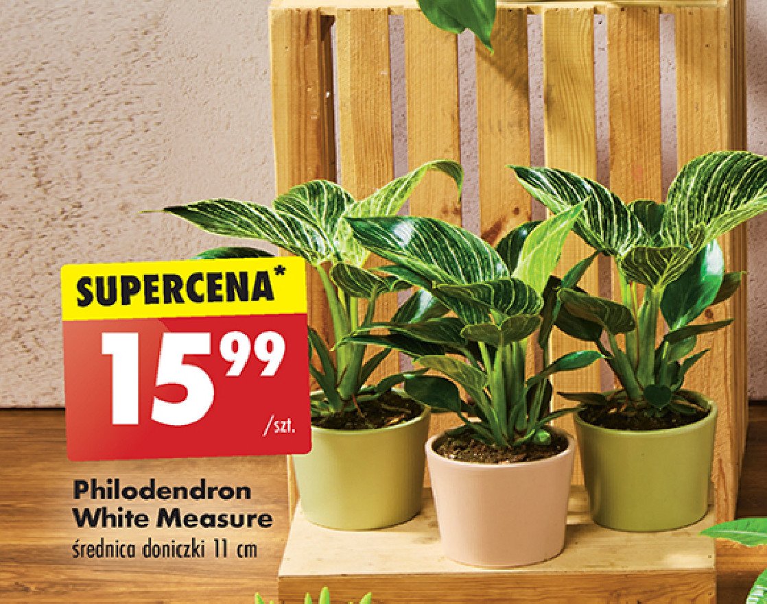 Philodendron white measure 11 cm promocja