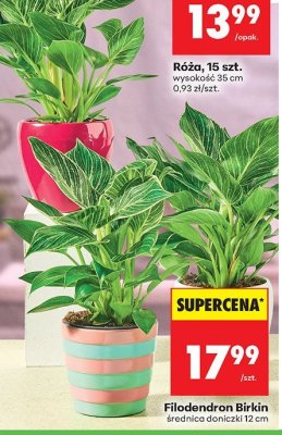 Filodendron Birkin średnica 12 cm promocja w Biedronka
