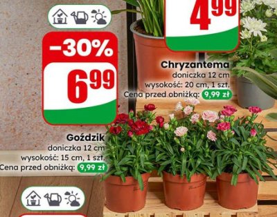 Goździk doniczka 12 cm wysokość: 15 cm promocja w Dino