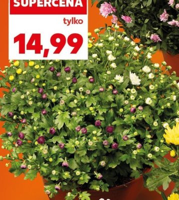 Chryzantema polska krzewiasta trio promocja w Kaufland
