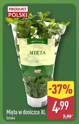 Mięta w doniczce XL promocja w Aldi