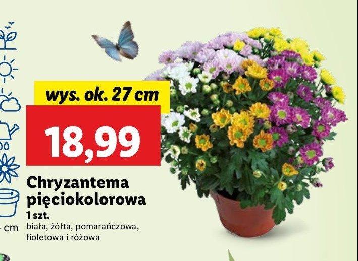 Chryzantema żółta promocja w Lidl