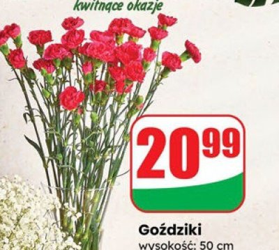 Goździki 10 szt. promocja w Dino